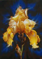 "Iris. Bio-fields". 