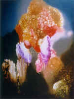 ����������� �����, ����� 100�75 1999 ���.