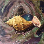  ��������� ���������. 1996. �����, �����.40:40 ��. ������� ��������. ���. 